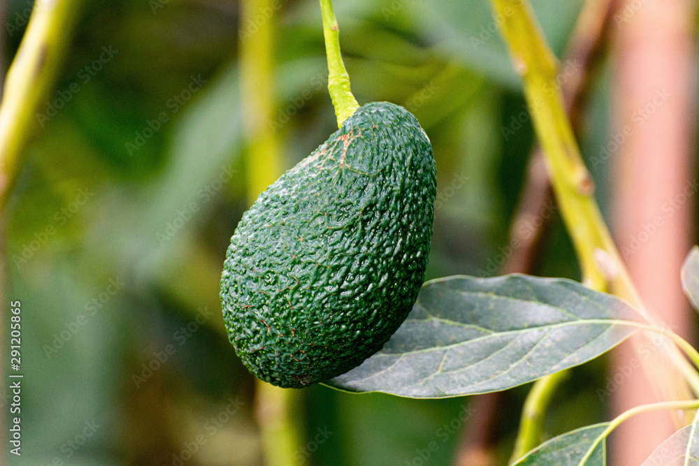 Cultivation of tasty hass avocado trees, organic avocado plantations in Costa Tropical, Andalusia, Spain Cultivation of tasty hass avocado trees, organic avocado plantations in Costa Tropical, Andalusia, Spain