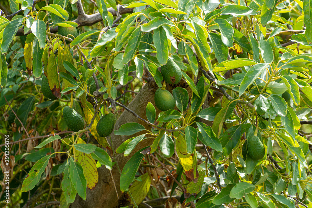 Cultivation of tasty hass avocado trees, organic avocado plantations in Costa Tropical, Andalusia, Spain Cultivation of tasty hass avocado trees, organic avocado plantations in Costa Tropical, Andalusia, Spain