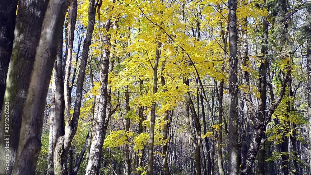 October golden forest landscape October golden forest landscape