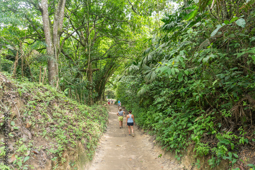 La vegetacion en Minca, Santa Marta