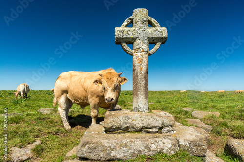 Φωτογραφία The Croix de la Rode is a very old stone cross erected on the Aubrac plateau, on the pilgrimage path of Saint Guilhem le Desert and among the cows and the bulls
