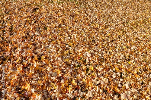 Mat of Autumn Dead Leaves 2