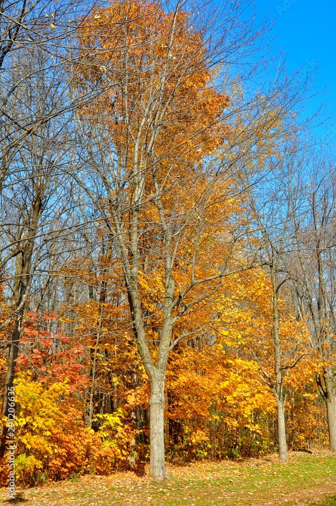 Trees Without Leaves and with Yellow Leaves