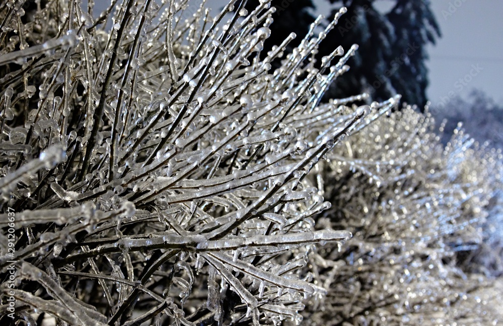 Winter landscape with snow covered tree branches Winter landscape with snow covered tree branches