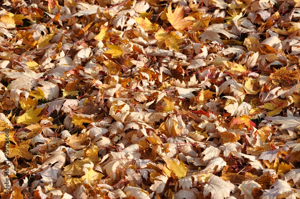 Another Close-Up of Autumn Dead Leaves on the Ground