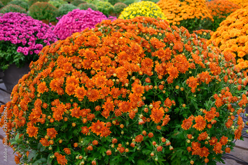 close up bright colored Chrysanthemum