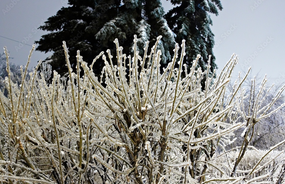 Winter landscape with snow covered tree branches