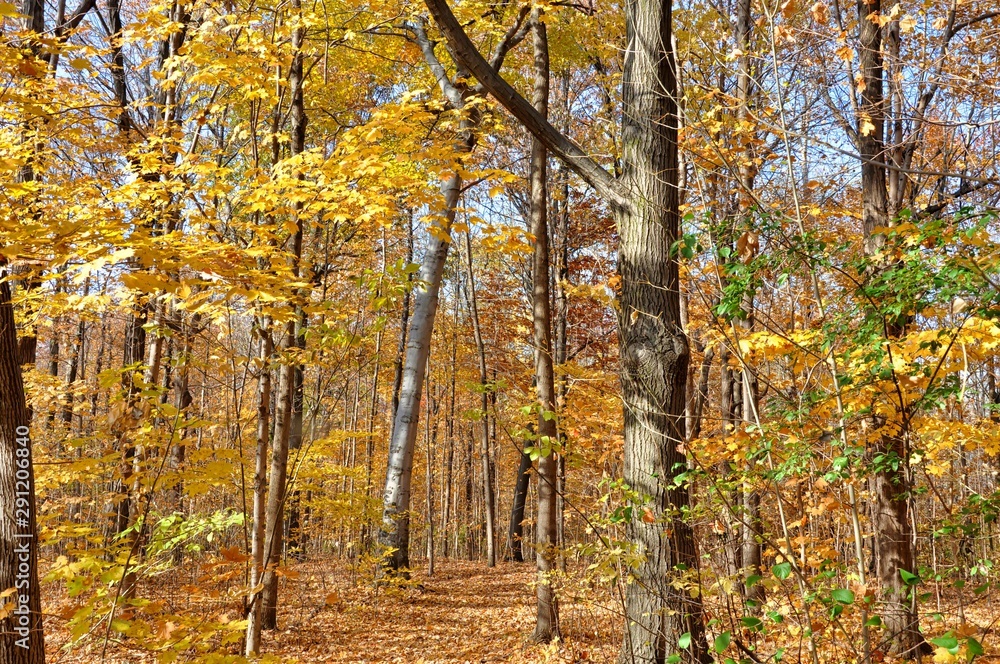 Fototapeta premium Forest Autumn view 3