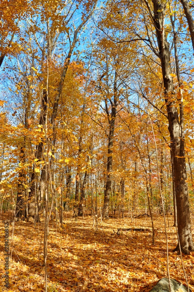 Fototapeta premium Forest Autumn view 4