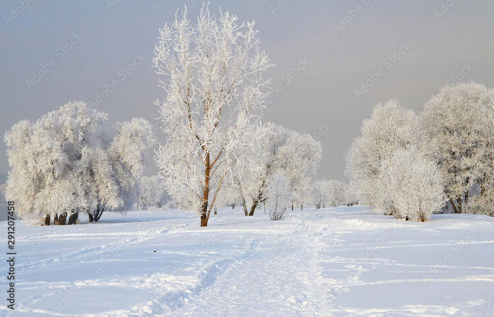 Winter landscape with snow covered tree branches Winter landscape with snow covered tree branches