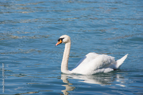 Beautiful lonely swan floating in clean lake with blue water in the evening
