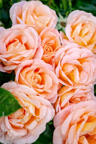 bouquet of roses