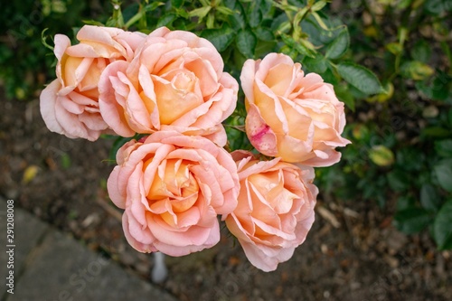 pink roses in the garden