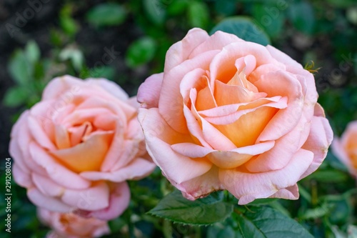 pink rose in the garden