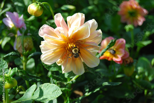 Yellow flower  in garden with bee © Charles