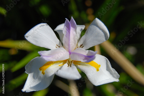 White puple and yellow flower closeup