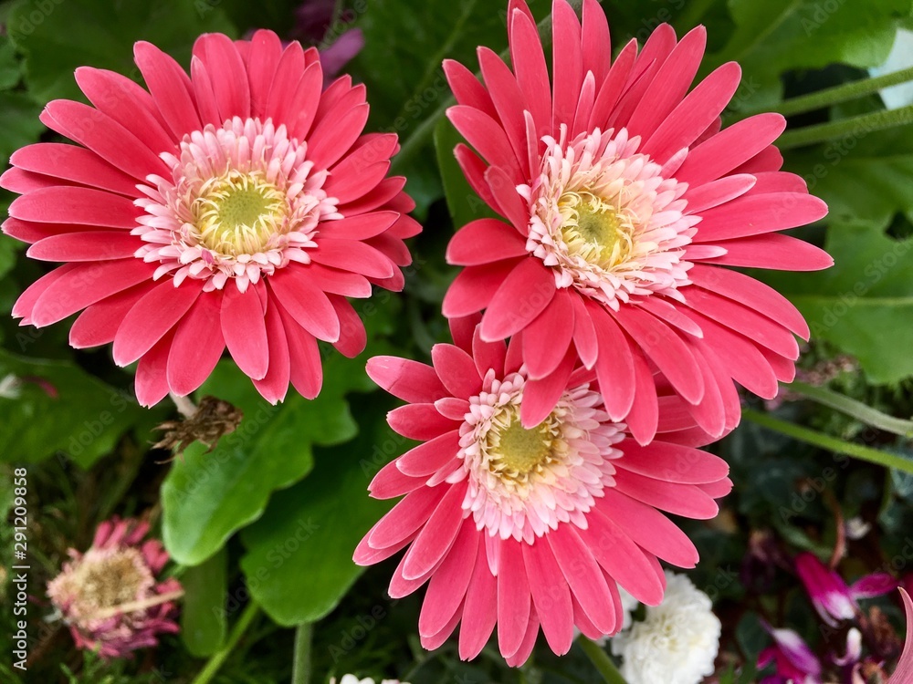 flowers in garden flowers in garden