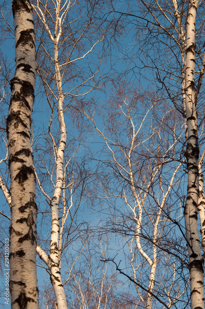 Fototapeta premium Birch trees and blue sky in autumn