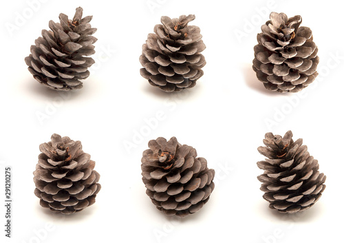 pine cones isolated on white background