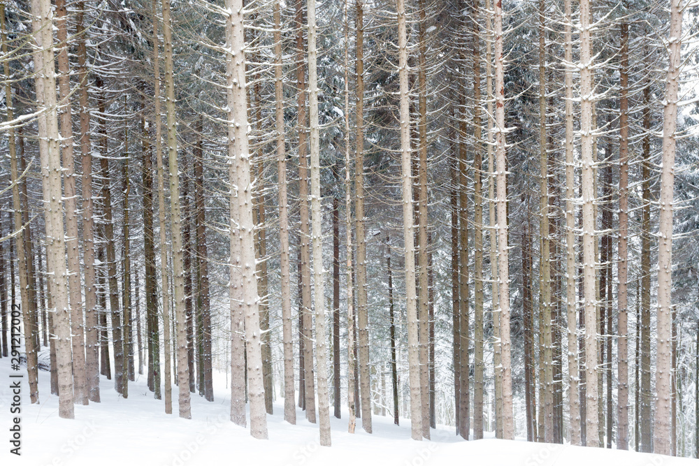 Fototapeta premium Winter wood in snow