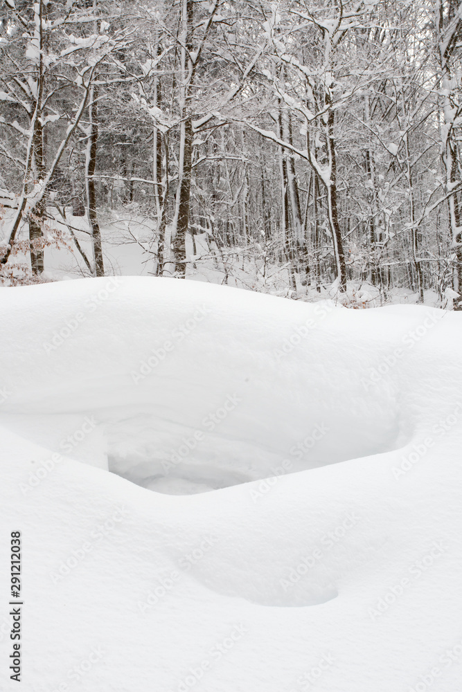 Snow dell in wood Snow dell in wood