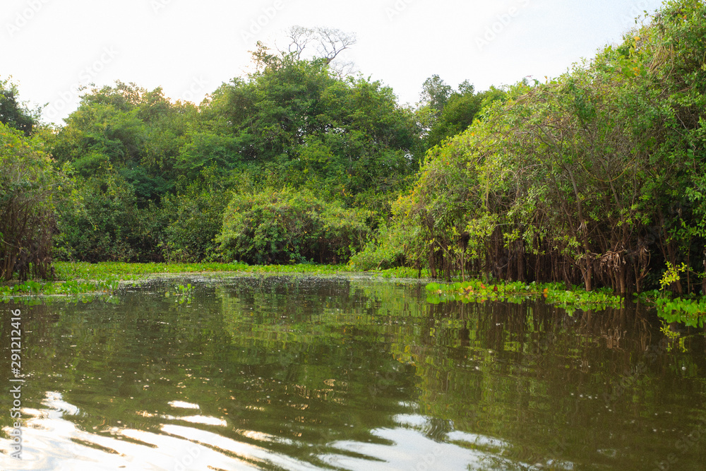 Panorama from Pantanal, Brazilian wetland region.