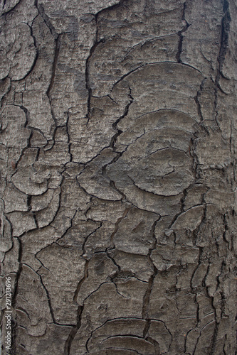 Cracks on the bark of a chestnut trunk in autumn in daylight.