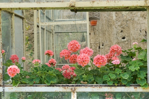 Fototapeta Naklejka Na Ścianę i Meble -  rustic garden