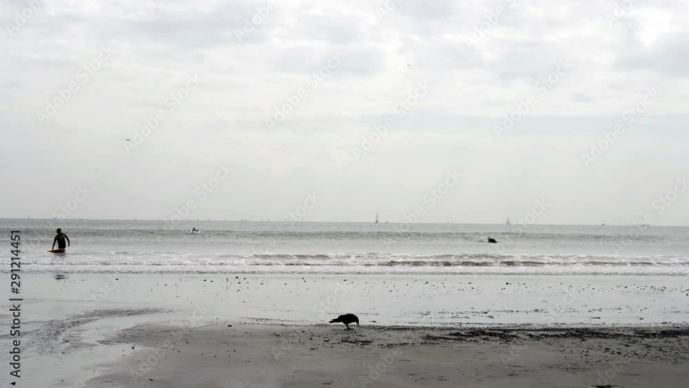 Crow and surfers on the calm beach Crow and surfers on the calm beach