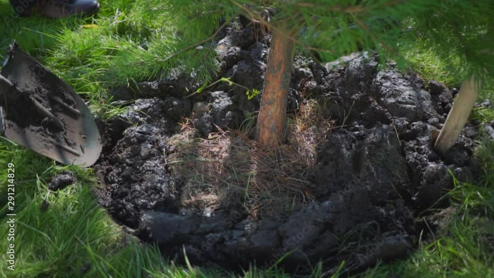 Planting young pines. A worker digs a hole for a green tree. Ecology restoration. A shovel is digging in the ground.