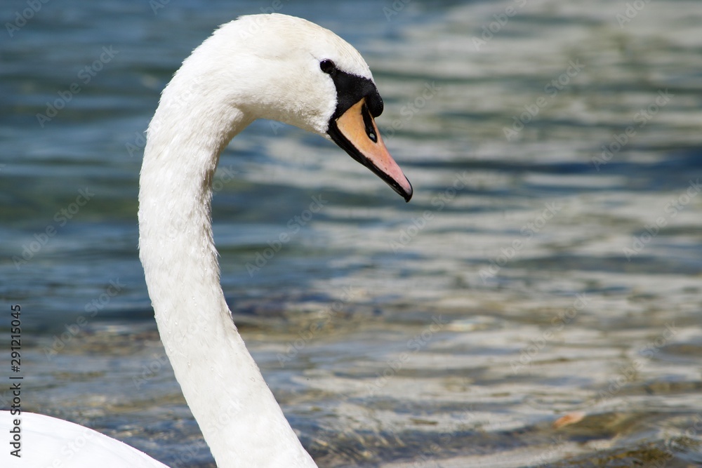 swan on water