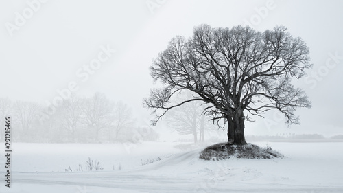 Bare old oak tree by small road in foggy winter landscape, copyspace