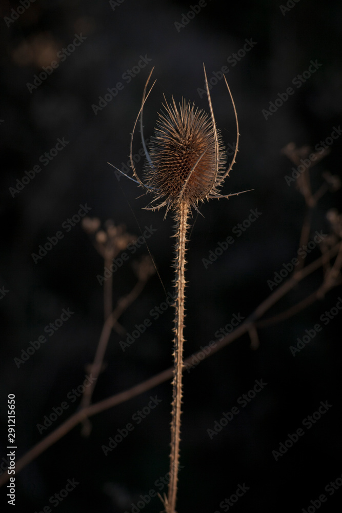 Cardencha, Cardizaga, Dipsacus fullonuml 