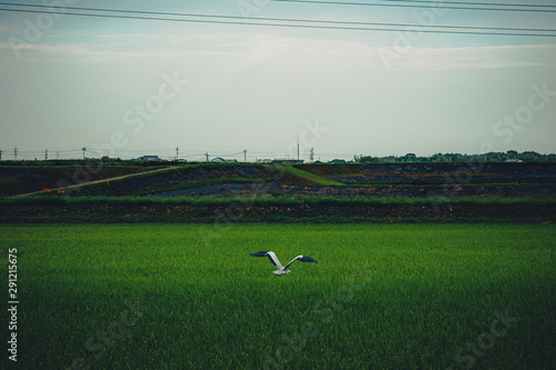 Blue heron taking off from the rice field
