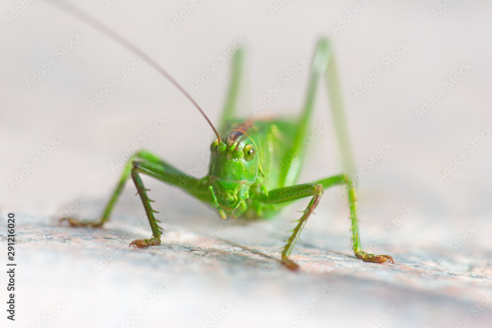 Macro photo of green grasshopper staring at the camera Macro photo of green grasshopper staring at the camera