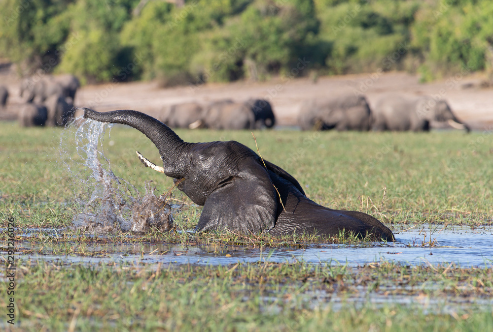 Obraz premium Elephant on the Chobe River Botswana