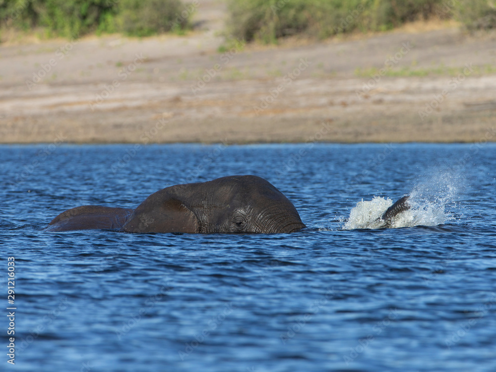 Fototapeta premium Elephant on the Chobe River Botswana
