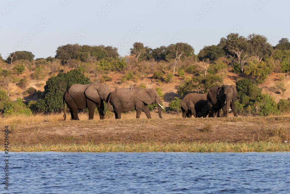 Obraz premium Elephant on the Chobe River Botswana 