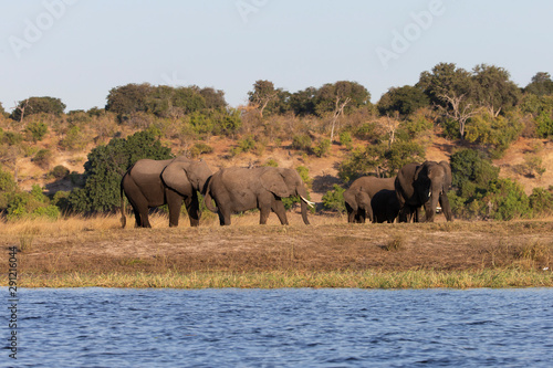 Elephant on the Chobe River Botswana 