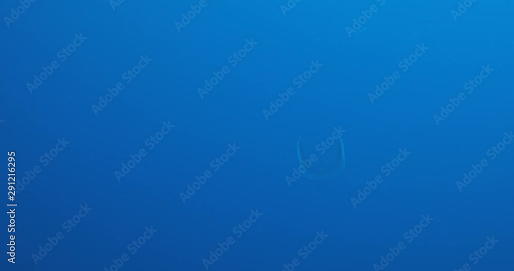 Massive school of skipjack Bonito. Mexico. Massive school of skipjack Bonito. Mexico.