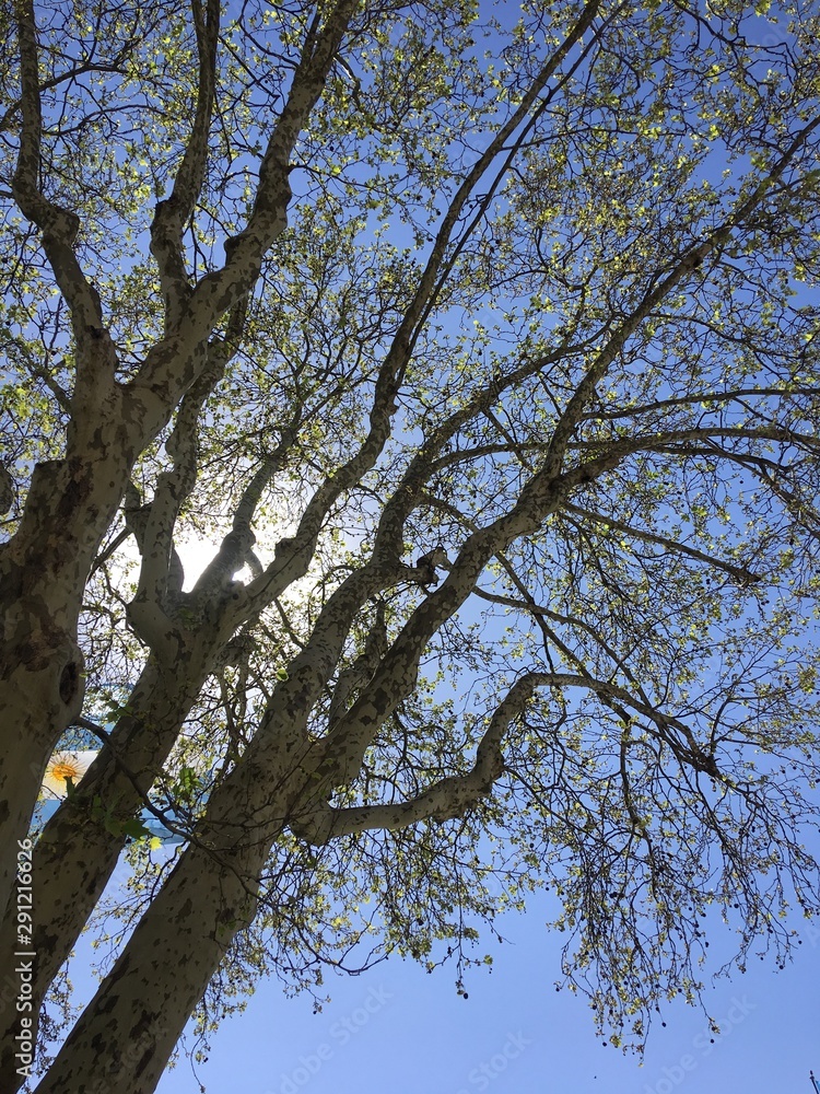 Fototapeta premium tree and blue sky and sunshine and Argentina flag
