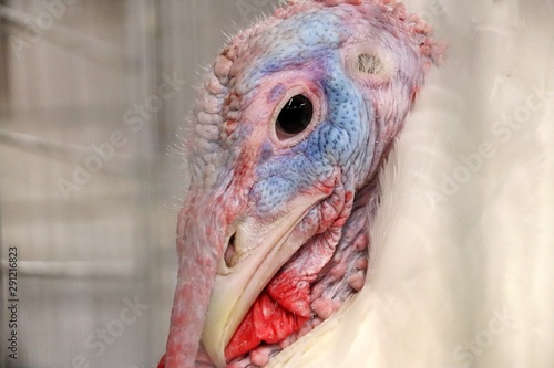Closeup of a turkey face at The Great Frederick Fair