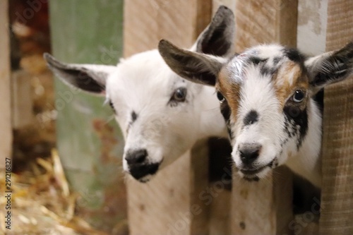 Goats at The Great Frederick Fair
