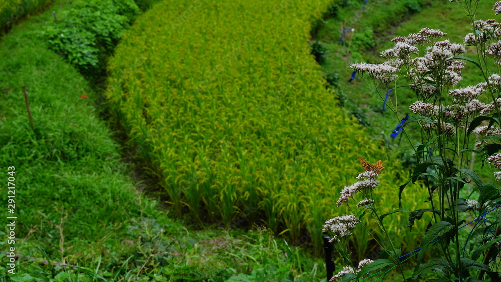 Obraz premium 稲渕の棚田