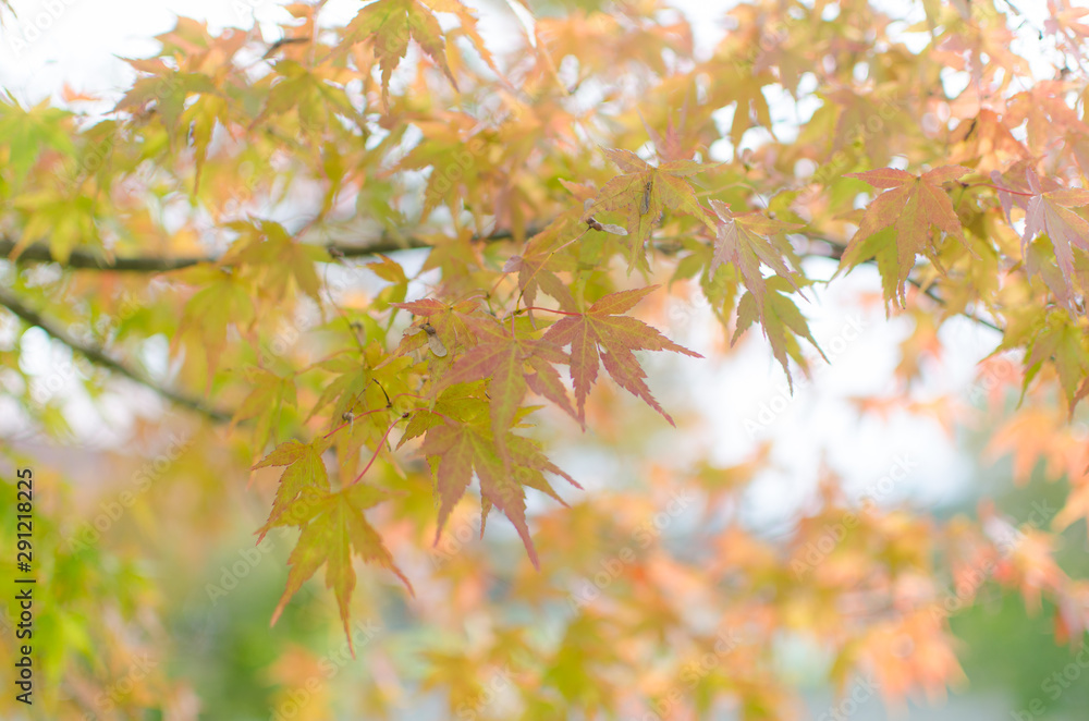 Autumn Foliage In Ushiku Buddha. Autumn Foliage In Ushiku Buddha.