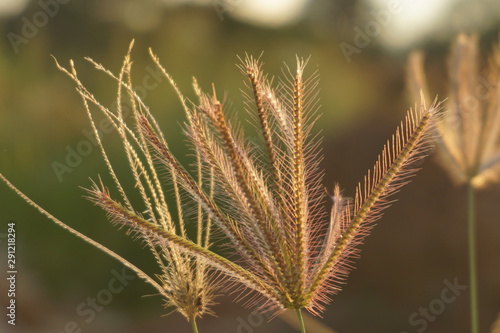 ears of wheat