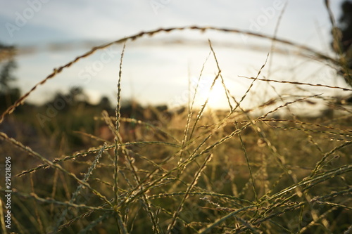 dry grass in the wind
