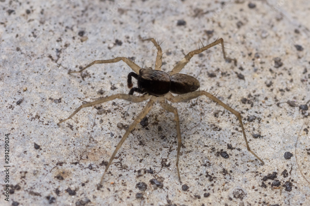 jumping spider in nature jumping spider in nature