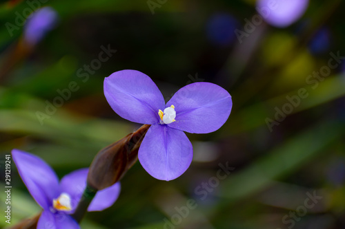 Purple flower