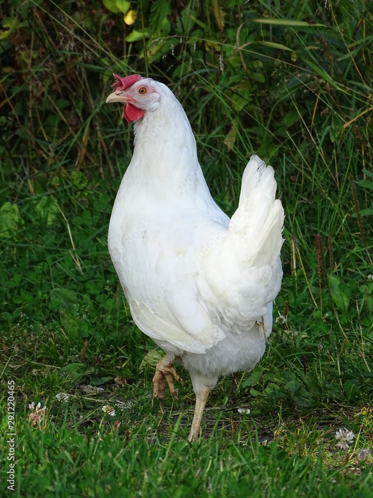 white hen on green grass